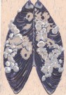 "Mussel Shell" by Helen K Davie - Reduction Linoleum Print